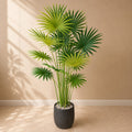 Chinese Fan Palm