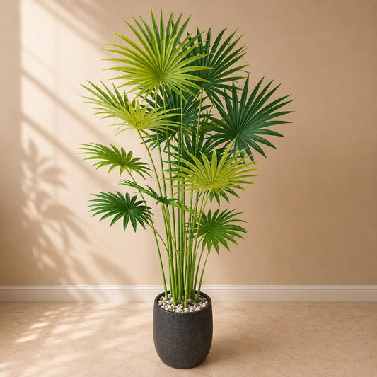 Chinese Fan Palm