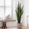 Snake Plant