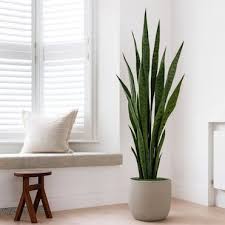 Snake Plant