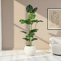 Monestera Plant With Fiber Planter