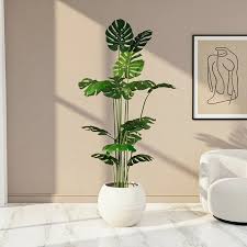 Monestera Plant With Fiber Planter