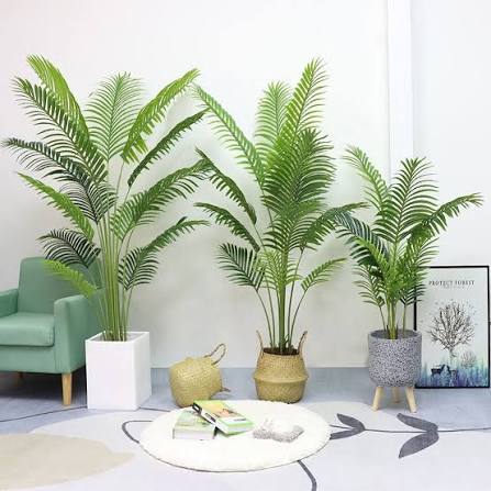 Palm plant