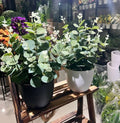 Premium Artifical Ecualyptus Plant in Modern Black Pot