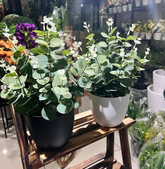 Premium Artifical Ecualyptus Plant in Modern Black Pot