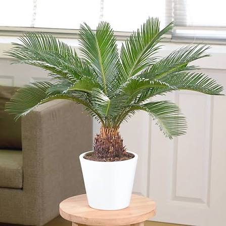 Kangi Palm With new Ribbed planter