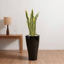 Snake Plant