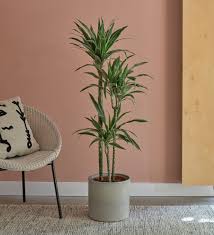 Exclusive Dracaena Plant with Fiber Planter