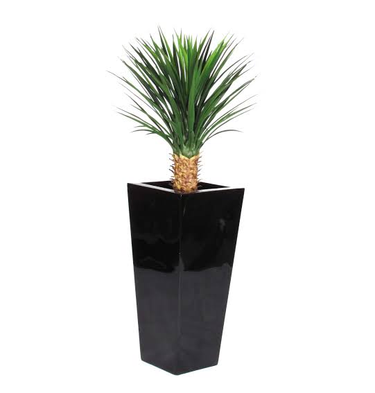 Dark green yucca plant with fiber planter
