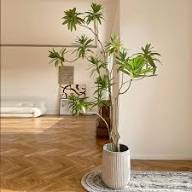 Variegated Dracena Plant