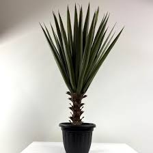 Dark green yucca plant with fiber planter