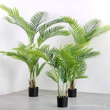 Palm plant